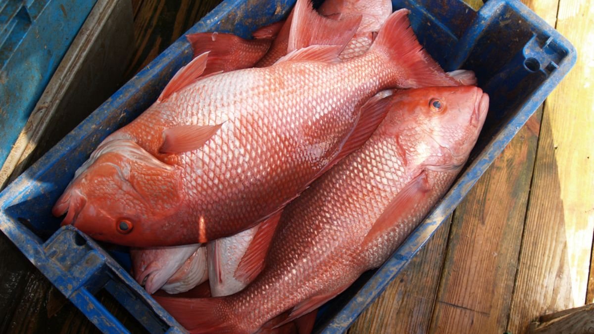 Court Blocks South Atlantic Red Snapper Permits as Georgia Pilot Season Faces Delay