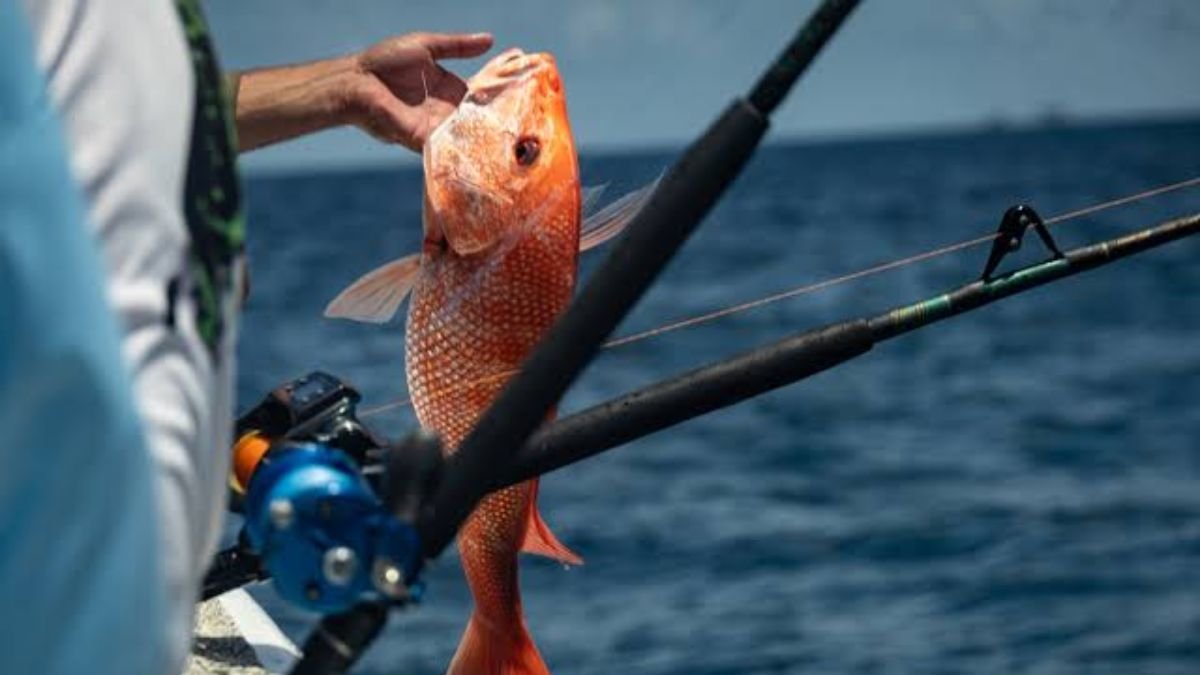 Georgia Department of Natural Resources Pushes Back Start of Recreational Red Snapper Season