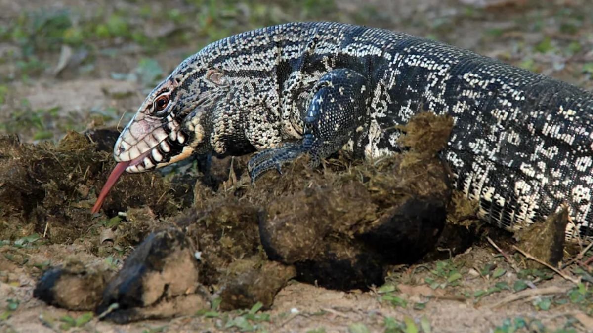 Georgia Officials Warn Invasive 4-Foot Lizards Pose Threat to Native Wildlife
