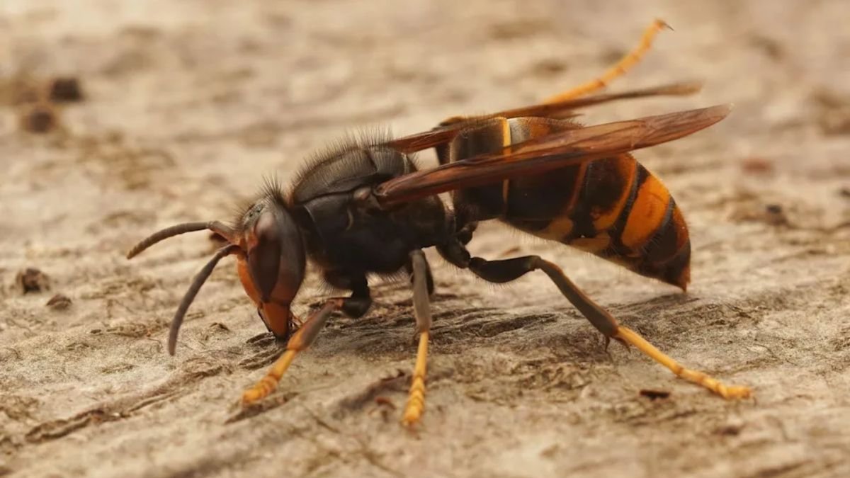 Georgia Residents Urged to Report Invasive Yellow-Legged Hornets
